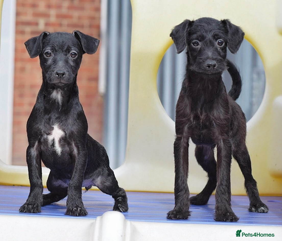Mixed Breed dogs Both vaccines & Ready Now 🐾 - Advert 4