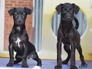 Mixed Breed dogs Both vaccines & Ready Now 🐾 - Advert 4