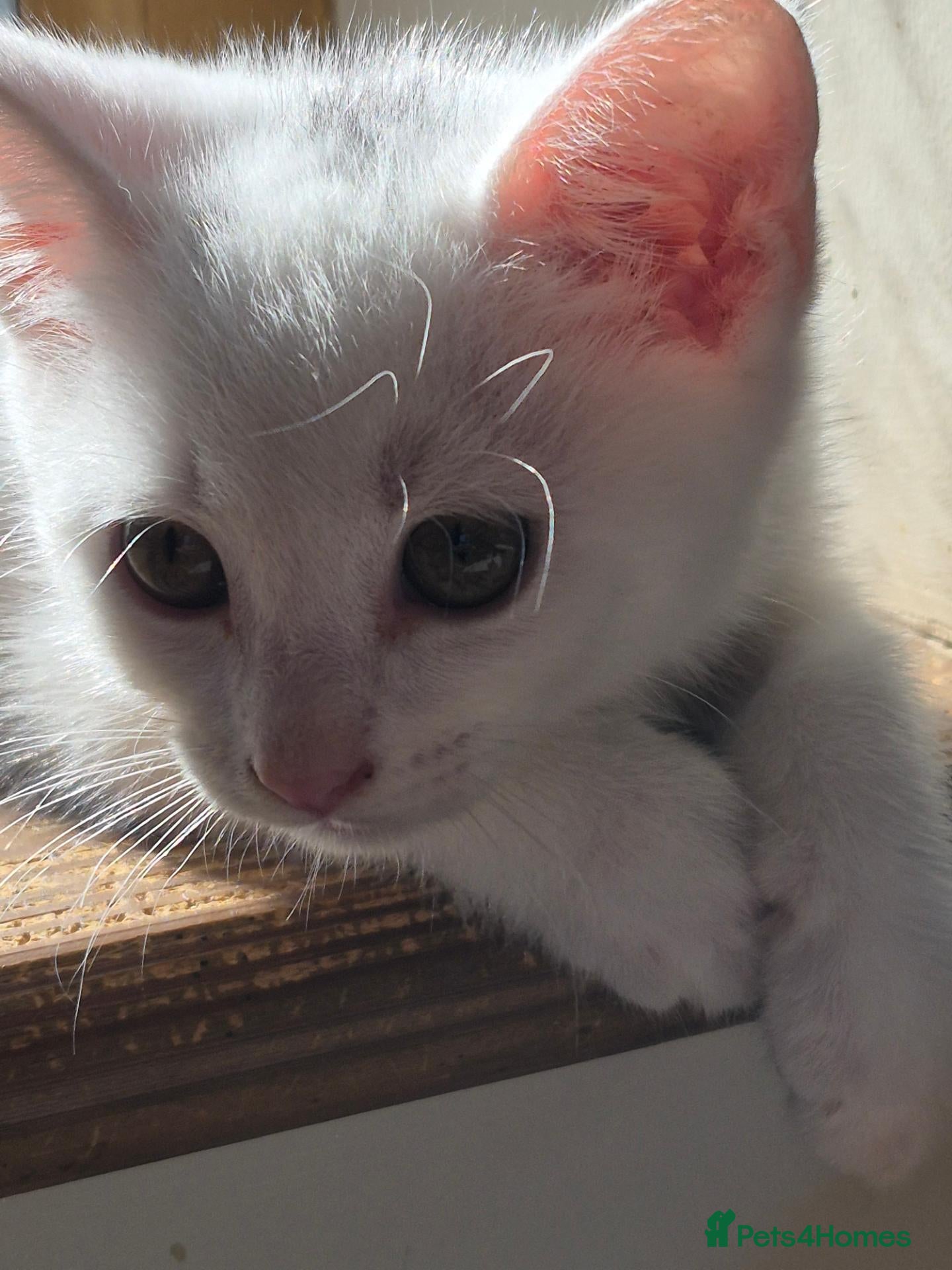 Mixed Breed cats Last two GORGEOUS WHITE KITTENS, 1 GIRL, 1 BOY - Advert 11