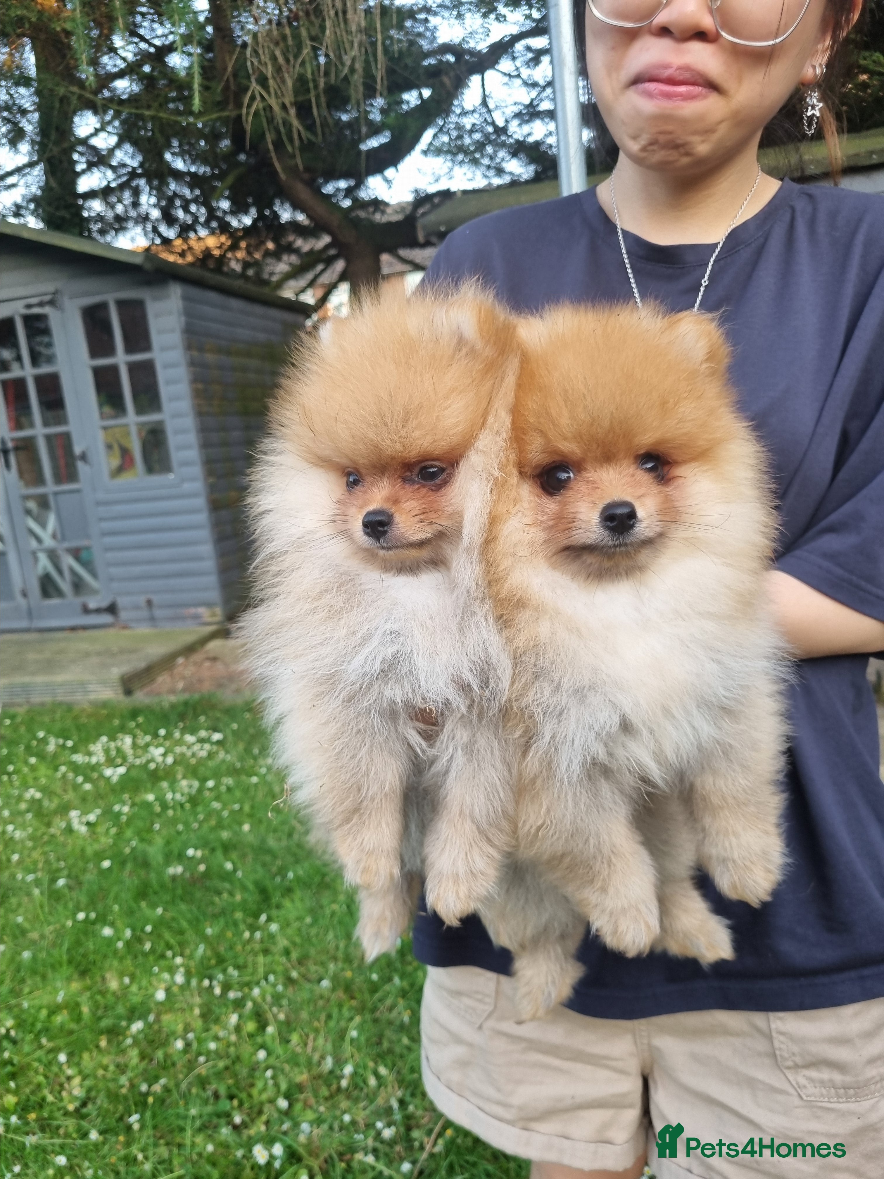 Pomeranian dogs Reduced !!! Beautiful Boy Pomeranian Puppies - Advert 1