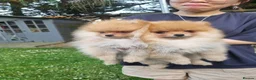 Pomeranian dogs for sale: Reduced !!! Beautiful Boy Pomeranian Puppies - Advert 6