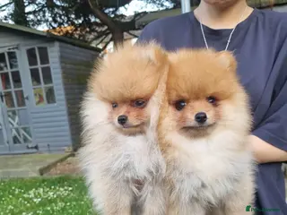 Pomeranian dogs Reduced !!! Beautiful Boy Pomeranian Puppies - Advert 1
