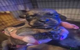 Mixed Breed dogs for sale: Dawg Pups (Dash × pug pups) - Image 4