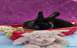 Mini Lop rabbits for sale: Baby velveteen lops & adult mini rex  - Image 15