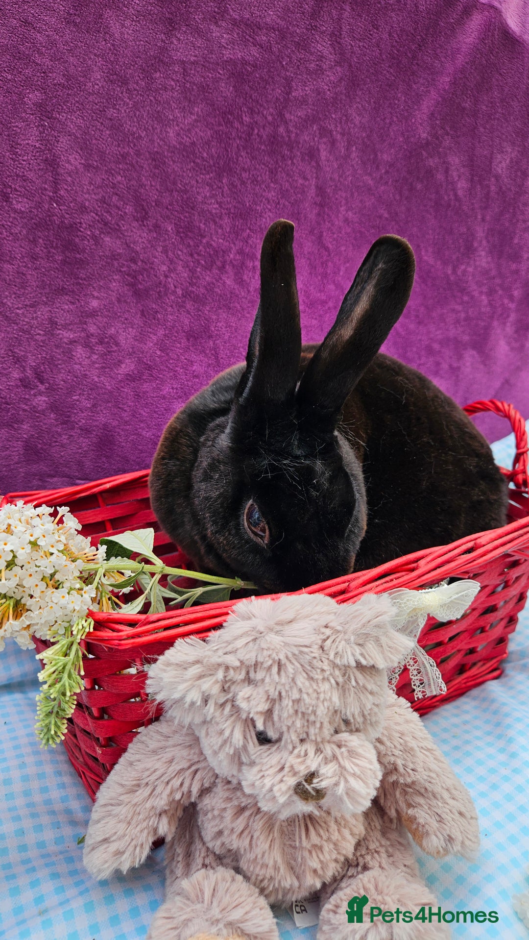Mini Lop rabbits for sale: Baby velveteen lops & adult mini rex  - Image 15