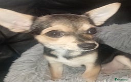 Chihuahua dogs for sale: Chihuahua fluff balls  - Image 8