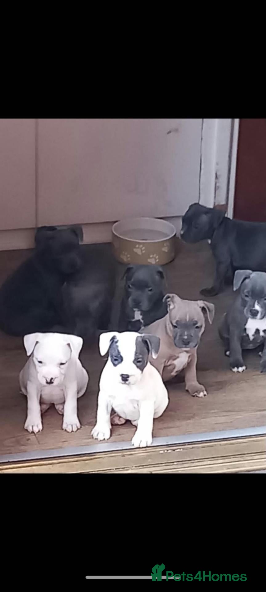 Mixed Breed dogs Staffordshire bull terrier puppies - Advert 1