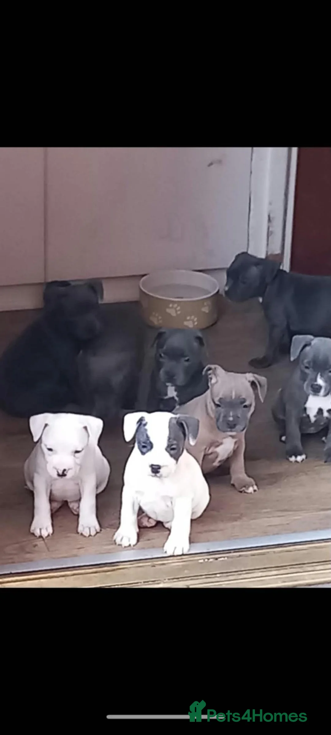 Mixed Breed dogs for sale: Staffordshire bull terrier puppies in Belfast - Advert 1
