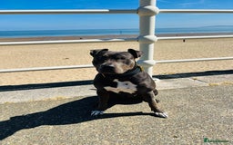 Mixed Breed dogs for sale: Cane Corso Cross Staffy - Image 3