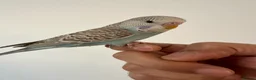 Budgerigars birds for sale: Baby Budgies Tamed/Semi Tamed - Advert 9
