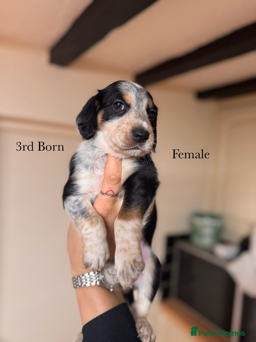 Mixed Breed dogs for sale: Australian Kelpie/Cocker Spaniel Puppies  - Advert 5
