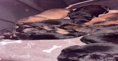 German Shepherd dogs Pedigree German Shepherd Puppies - Advert 5