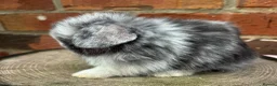 Mini Lop rabbits for sale: Pedigreed pure bred mini lops  - Advert 7
