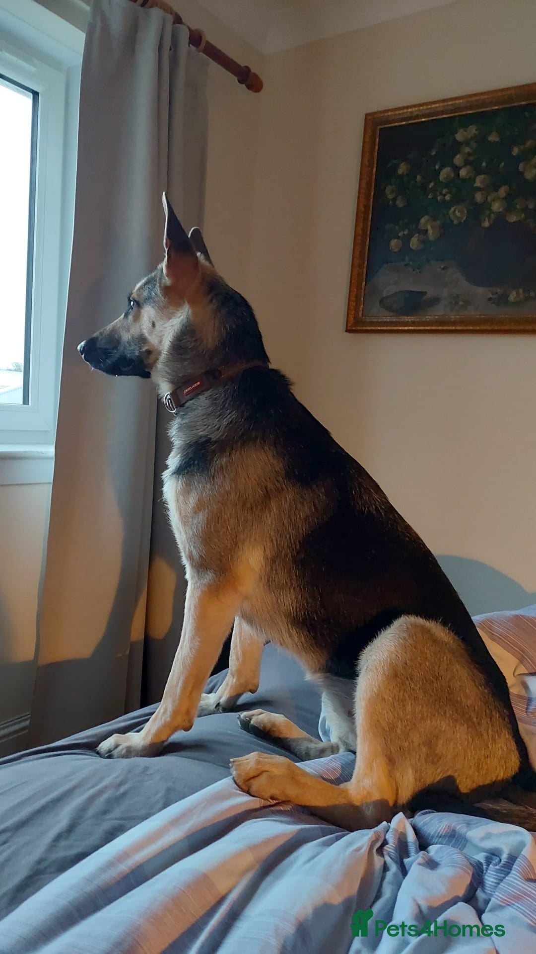 German Shepherd dogs for sale: ⚡RARE EAST EUROPEAN SHEPHERD PUPPIES AVAILABLE⚡ - Image 29