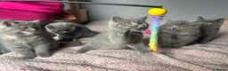 British Shorthair cats for sale: British short /longhair gccf  kittens  - Advert 14