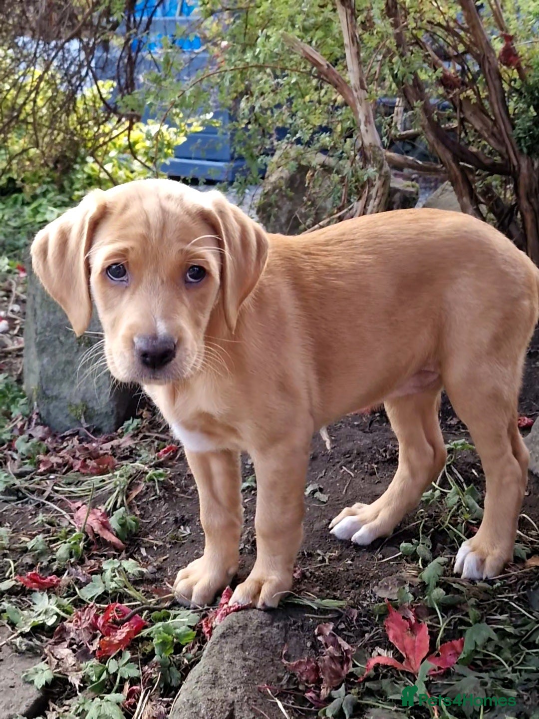 Mixed Breed dogs for sale: Labrador Cross Pups - Image 27