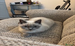 British Shorthair cats for sale: British shorthair Blue colourpoint Girl ready now  - Image 5