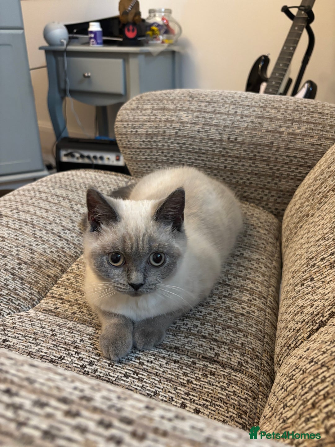 British Shorthair cats for sale: British shorthair Blue colourpoint Girl ready now  - Image 5