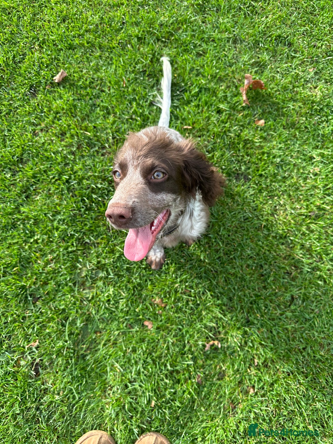 Cocker Spaniel dogs for sale: Sadly having to re-home my 5 month old puppy - Advert 11