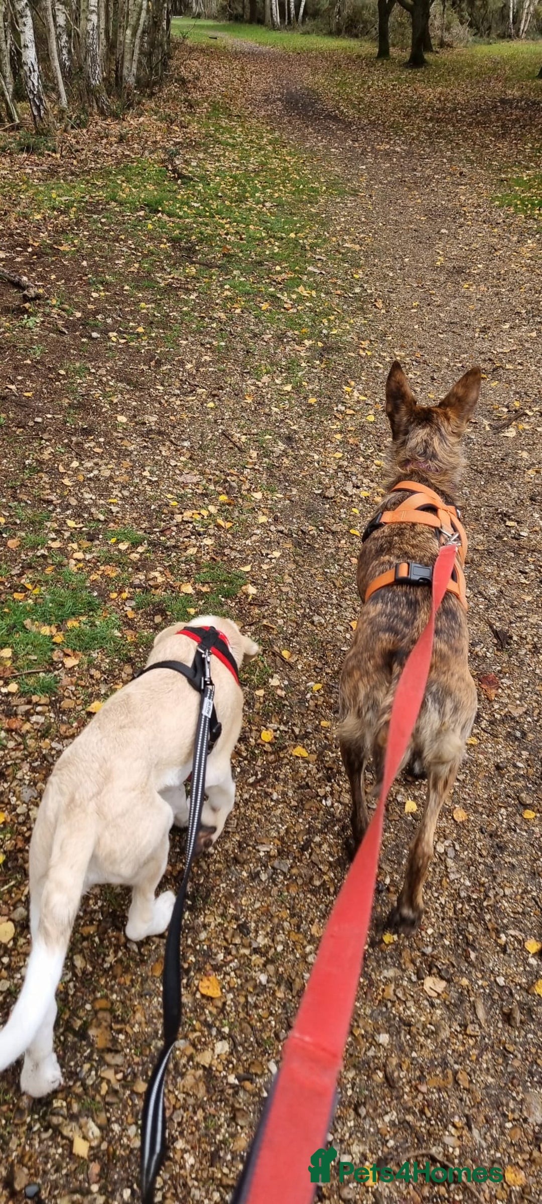 Mixed Breed dogs for adoption: Dill the dog - Advert 5