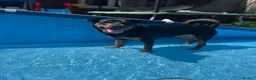 Rottweiler dogs for sale: Rottweiler puppies - Advert 2