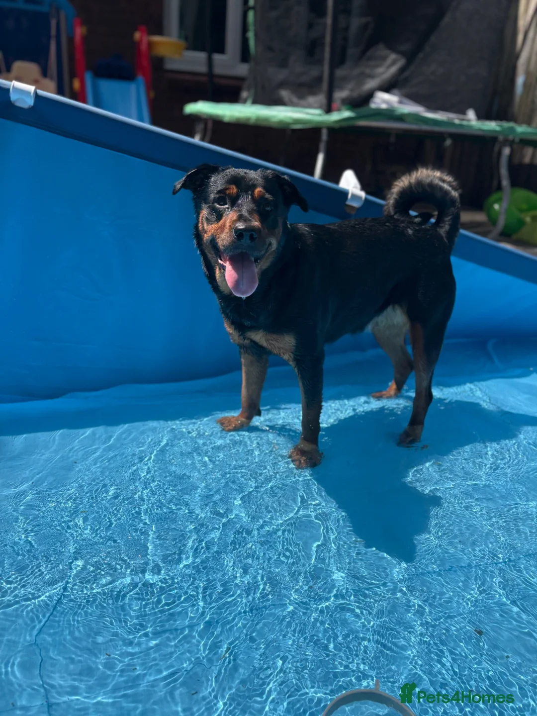 Rottweiler dogs for sale: Rottweiler puppies - Advert 2