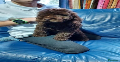Cockapoo dogs - Advert 9