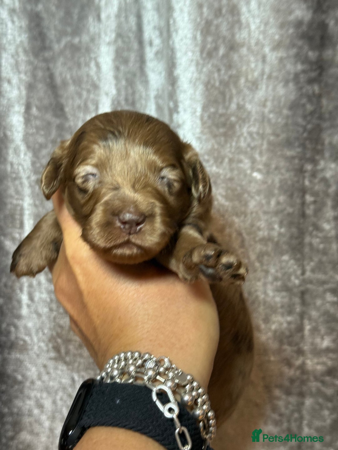 Cockapoo dogs for sale: F1 Cockapoo , Array of colours  - Image 9