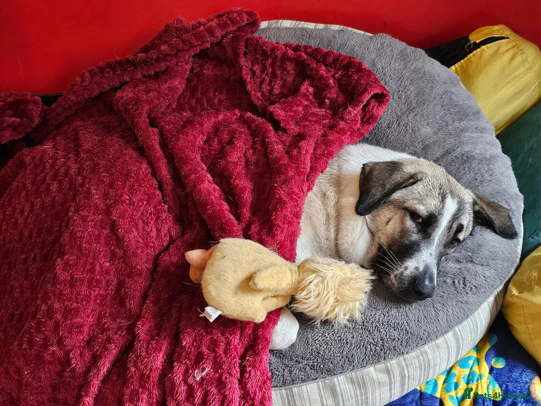 Mixed Breed dogs for adoption: Sadie - 1 Year Old, Anatolian Shepherd Mix in Milton Keynes - Advert 5