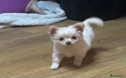 Chihuahua dogs for sale: Stunning Teddy Bear Chihuahua Girls - Image 4
