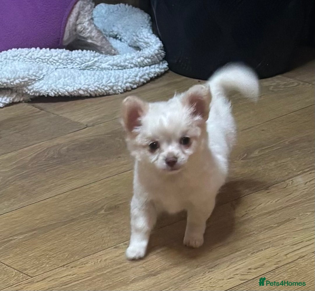 Chihuahua dogs for sale: Stunning Teddy Bear Chihuahua Girls - Image 4