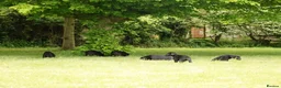 Labrador Retriever dogs for sale: Working KC Black Labrador Pups - Advert 10
