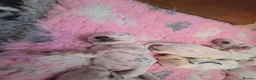 Dalmatian dogs for sale: Stunning Pure Dalmation Puppies  - Advert 22