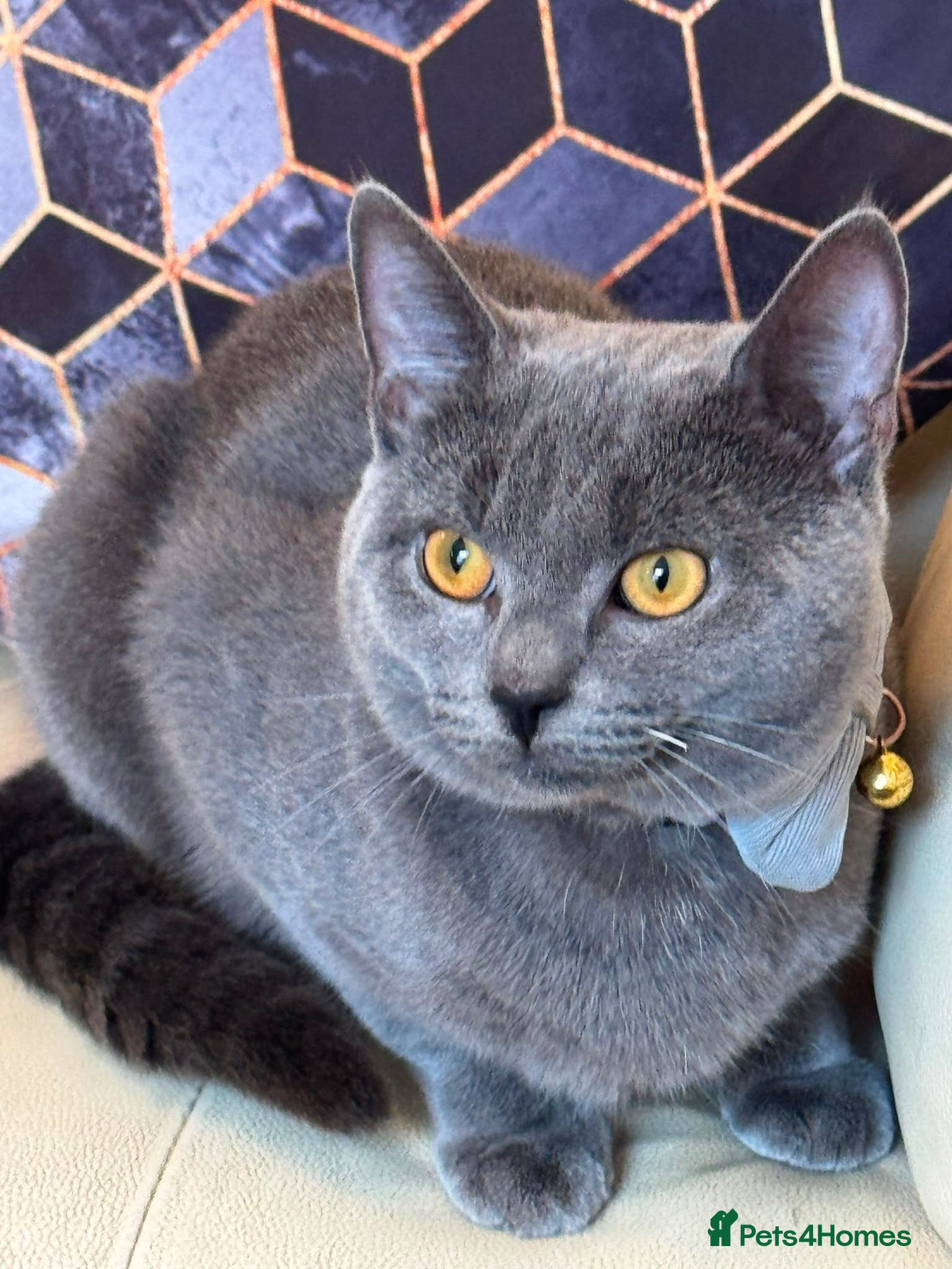 British Shorthair cats Grey/Blue British Short Hair Male Kitten for sale. - Advert 1