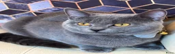 British Shorthair cats for sale: Grey/Blue British Short Hair Male Kitten for sale. in Oldham - Advert 1