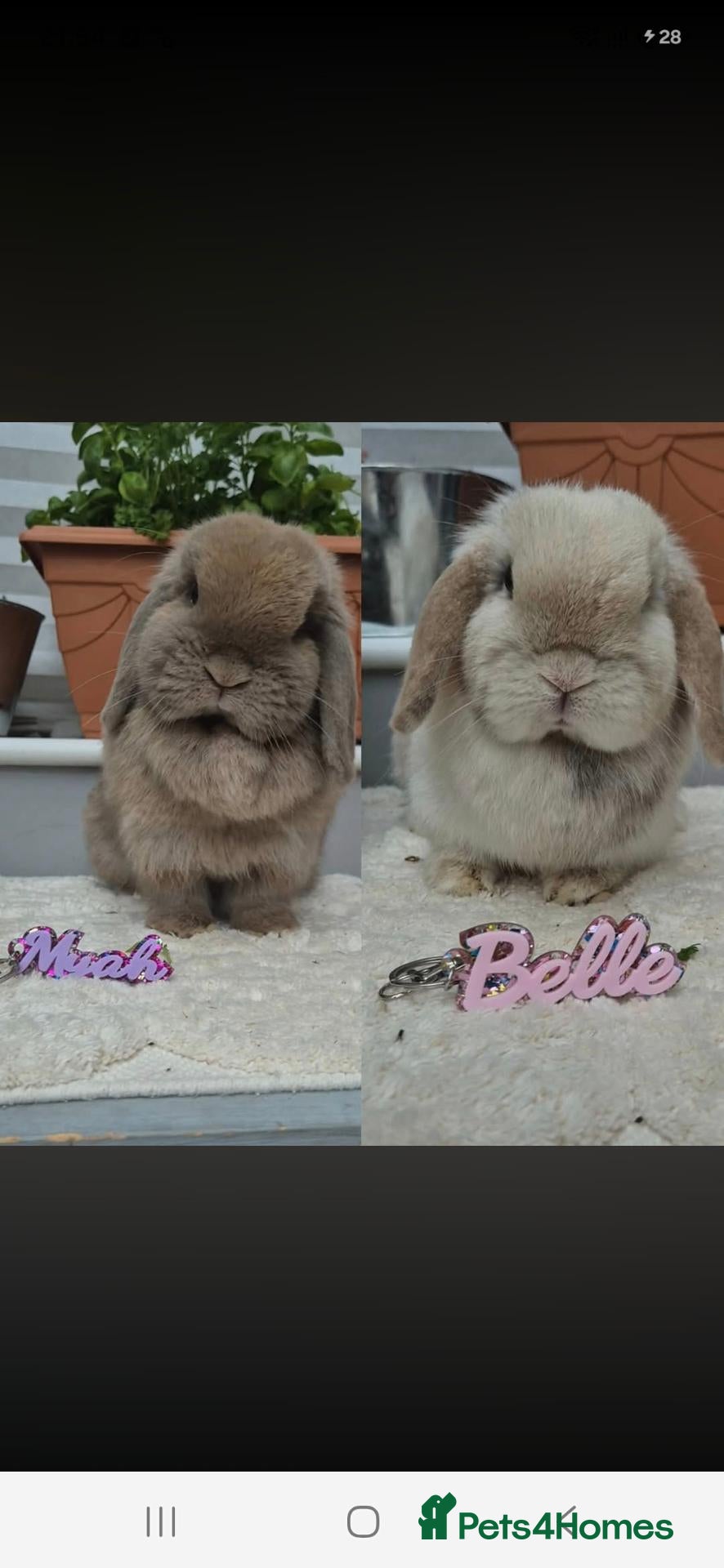Mini Lop rabbits for sale: Bonded Mini lop Girls - Advert 4