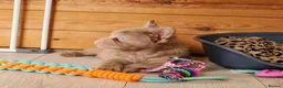 French Bulldog dogs for sale: Fluffy pink husky  **  in Stoke-on-Trent - Advert 33