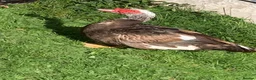 Ducks poultry for sale: Muscovy drake - Advert 4