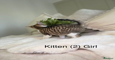 Mixed Breed cats - Advert 5