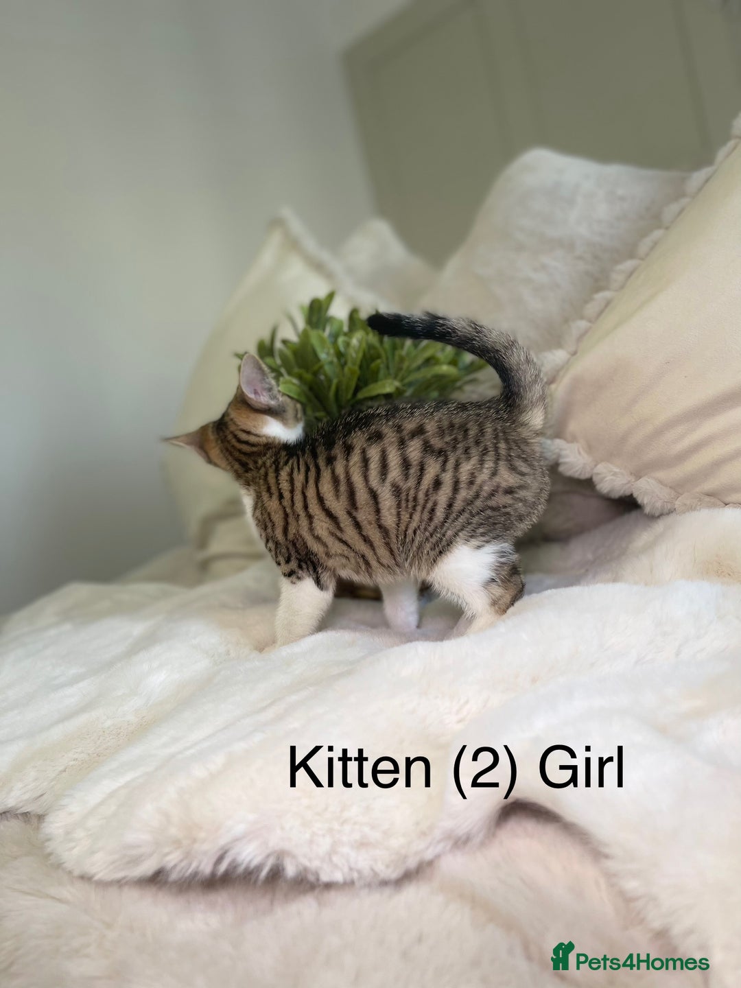 Mixed Breed cats for sale: 5 beautiful kittens 8 weeks old ready now  - Image 3