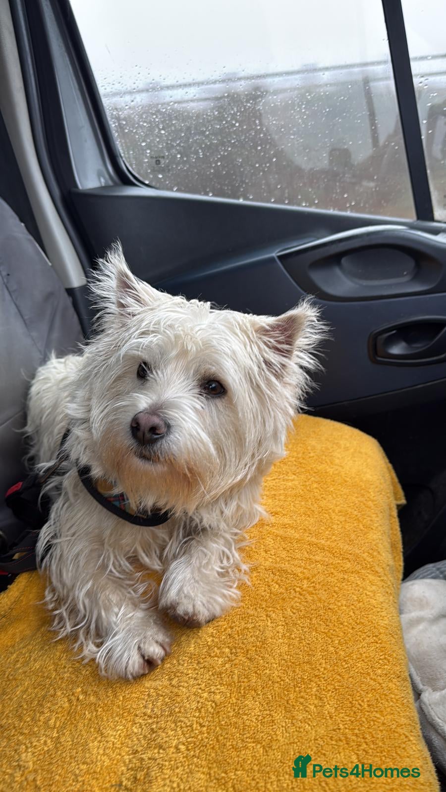 Mixed Breed dogs Westie x Cairn 10 months old  - Advert 4