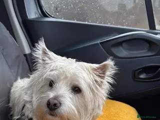 Mixed Breed dogs Westie x Cairn 10 months old - Advert 4