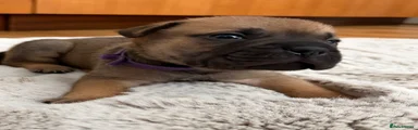 Purple collar 