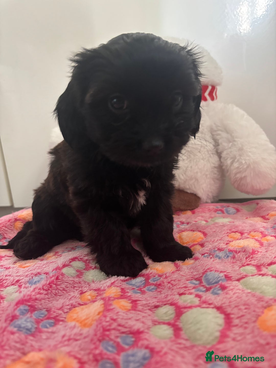 Mixed Breed dogs for sale: Lovely little shipoo pups  - Advert 10