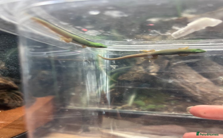 Gecko reptiles - Advert 13