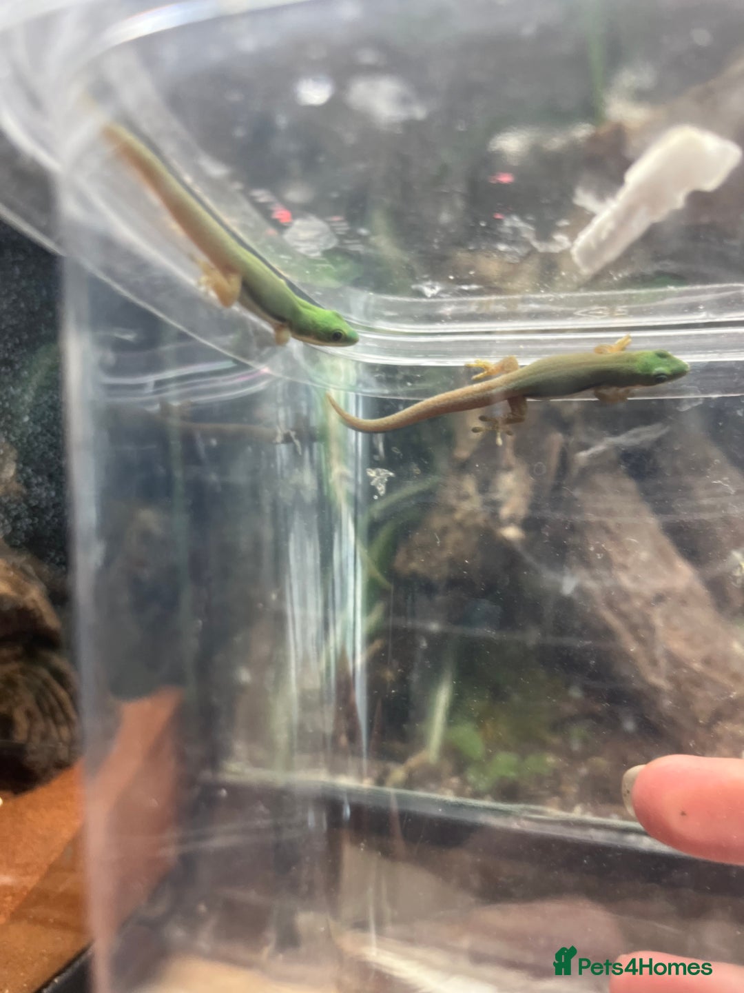 Gecko reptiles for sale: Lined day geckos  - Image 1