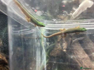 Gecko reptiles - Advert 11