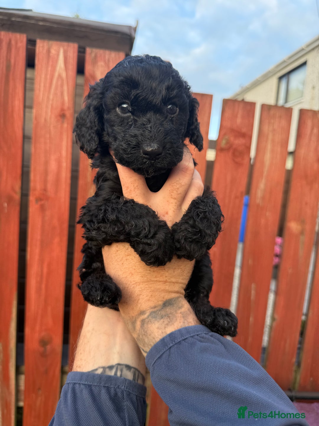 Cockapoo dogs for sale: Cockapoo puppies - Image 3