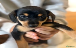 Mixed Breed dogs for sale: Beautiful miniature dash X Maltese  - Image 4