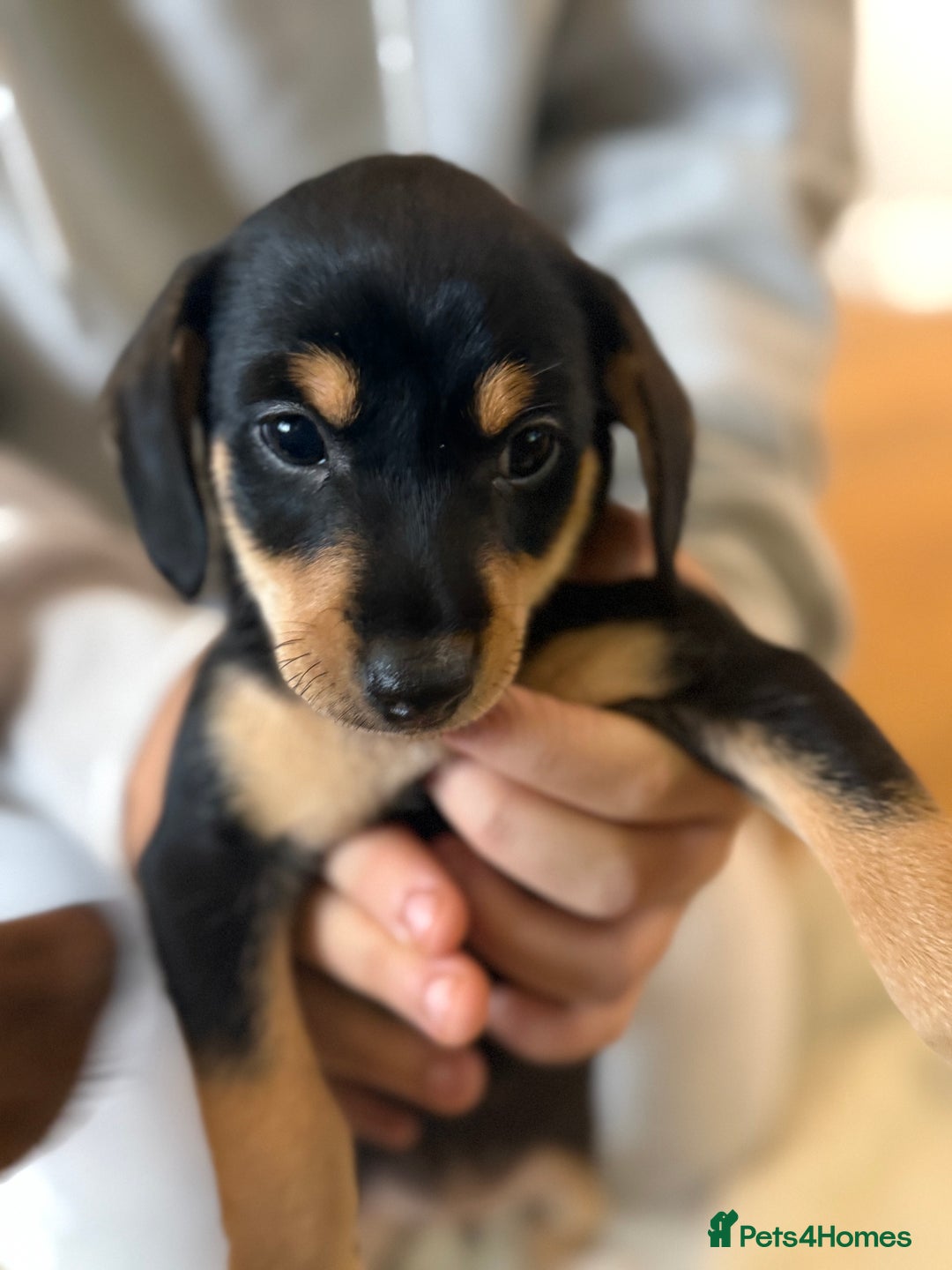 Mixed Breed dogs for sale: Beautiful miniature dash X Maltese  - Image 4